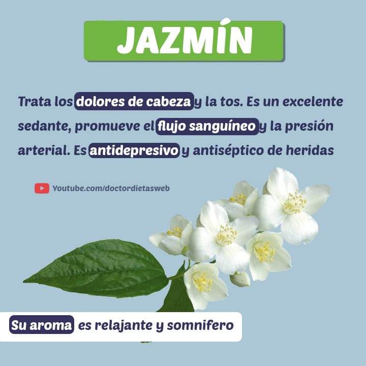 Jazmín